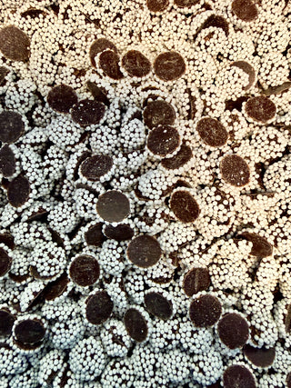 Vegan Dark Chocolate Nonpareil Candies Dairy-Free Allergy-friendly Chamberlains Chocolate Atlanta